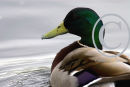 Mallard Drake
